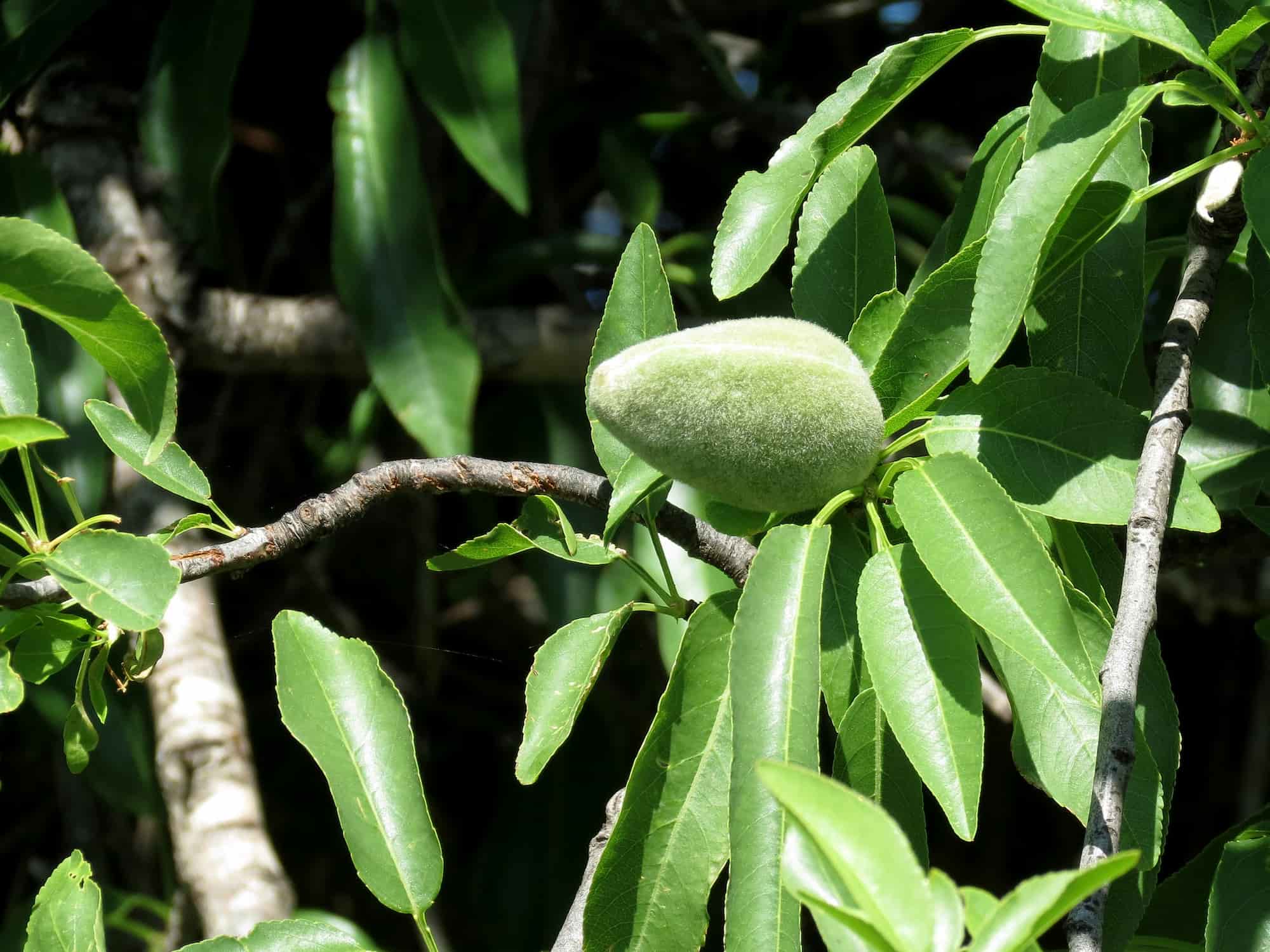 The almond tree: planting, pruning, harvesting
