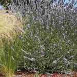 Designing a garden with minimal watering (or almost none)