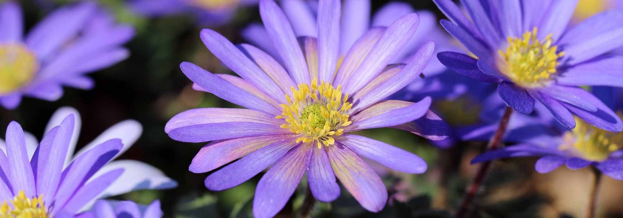 Growing Anemone blanda in pots