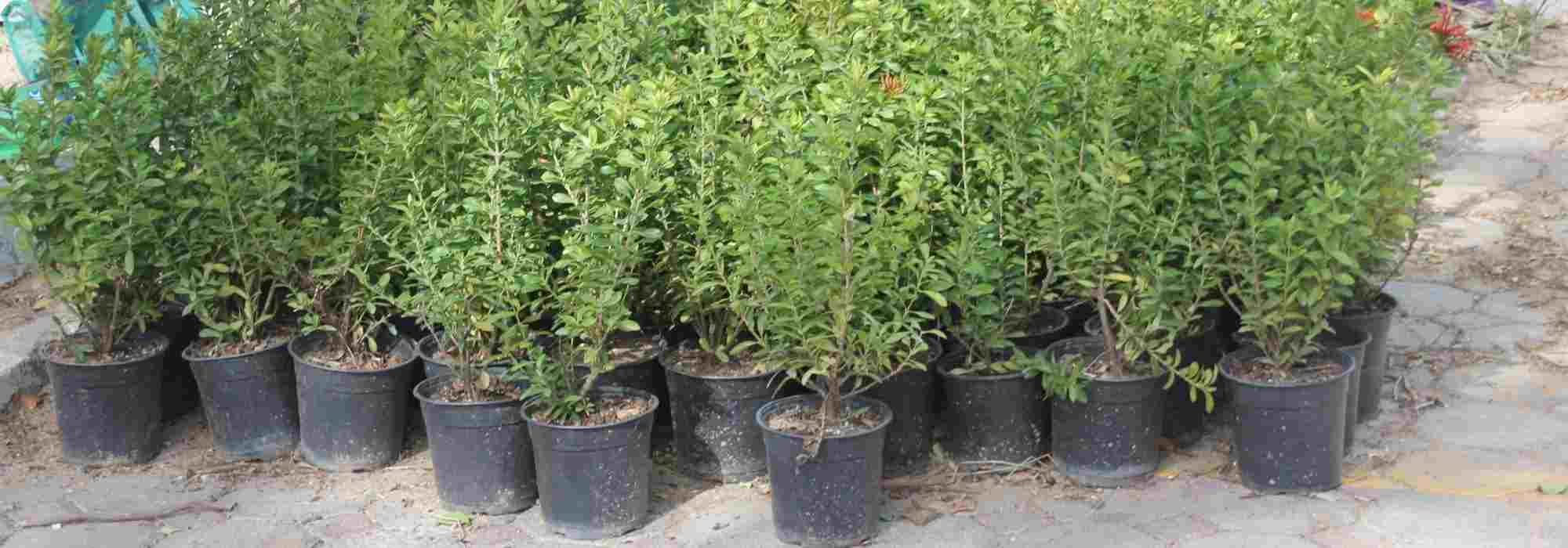 Trees and bushes: bare roots, balled, or potted?