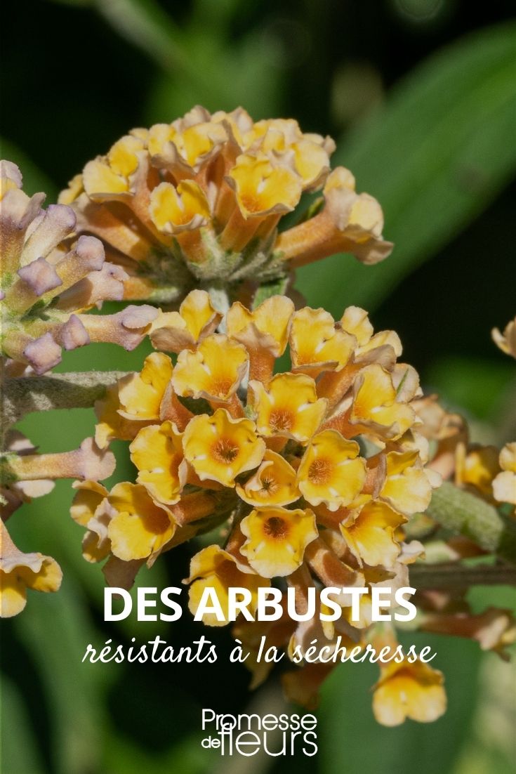 drought-resistant bushes drought-resistant bushes