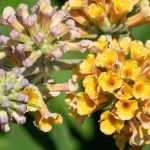 Drought-resistant shrubs