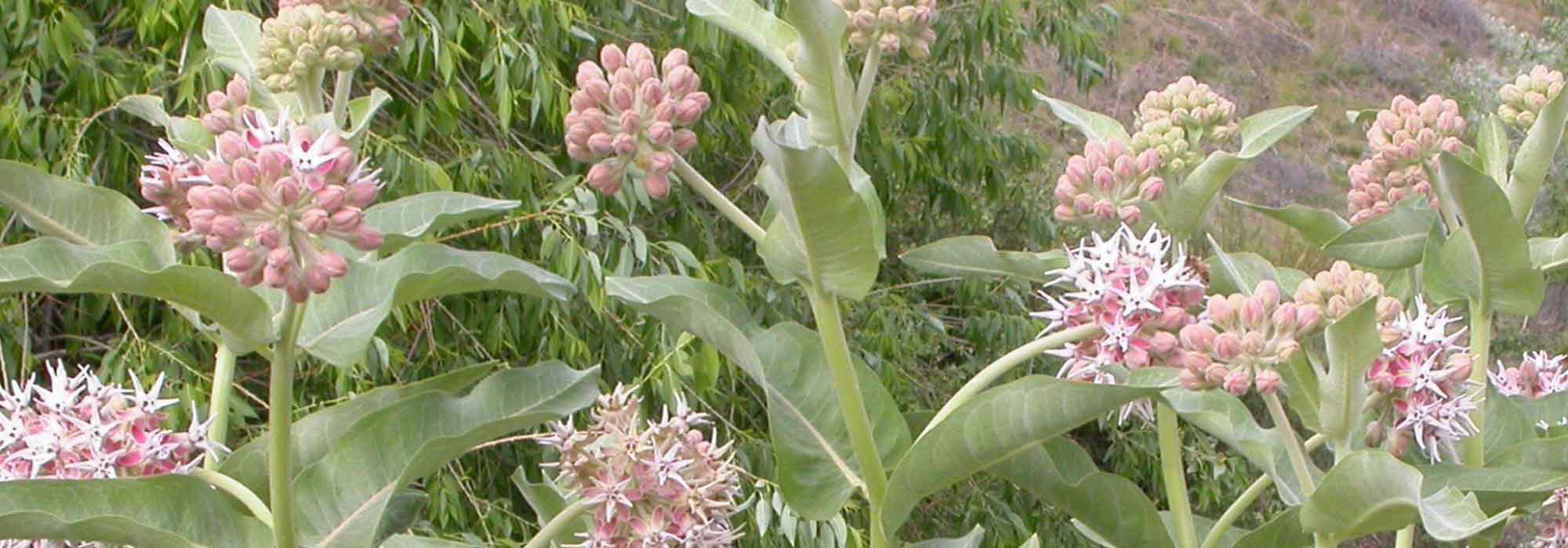 Growing milkweed in pots