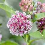 Associate the milkweed or Asclepias
