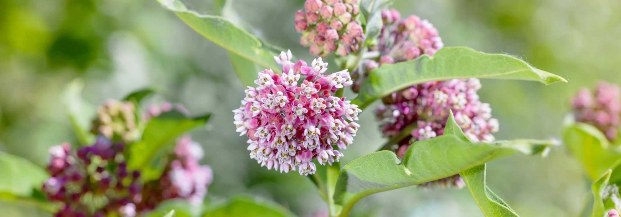 Associate the milkweed or Asclepias