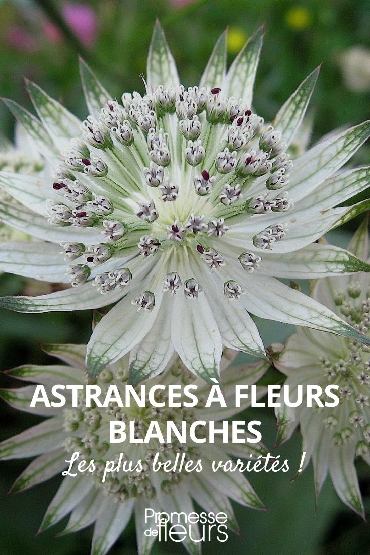 Selection of Astrantias with White Flowers