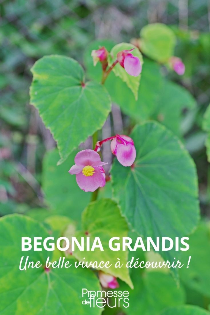 Begonia grandis (1) Begonia grandis evansiana