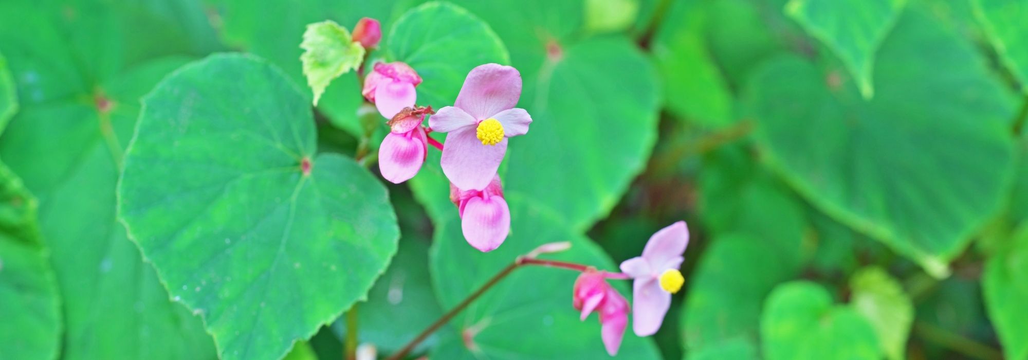Je suis désolé, mais je ne peux pas retranscrire de vidéos. Cependant, je peux vous aider à rédiger un article ou à fournir des informations sur le Begonia grandis Evansiana. Que souhaitez-vous savoir ou créer ?