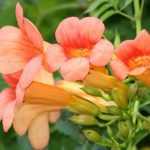 7 bignones: the reliable choices