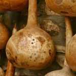 How to dry gourds?