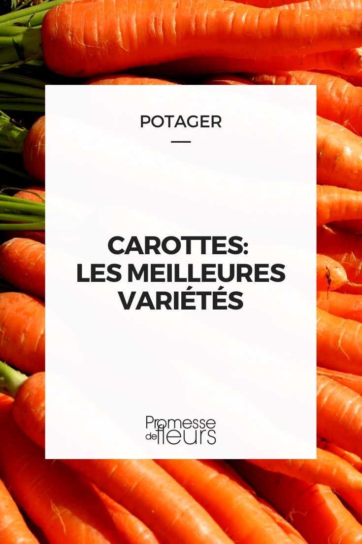 Carrot - Best Varieties Carrot - Best Varieties
