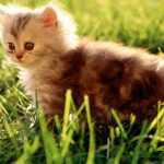 Toxic plants for animals