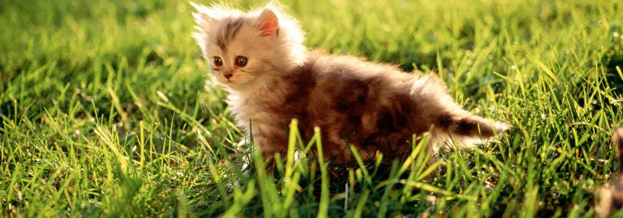 Toxic plants for animals