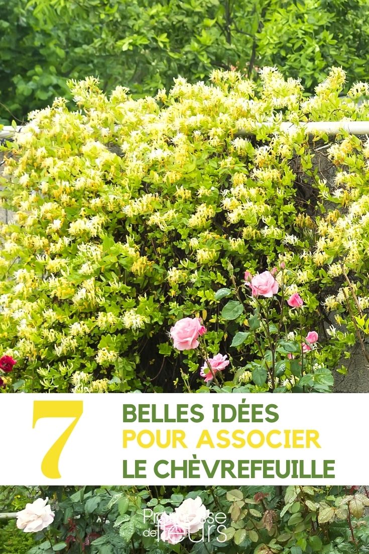 honeysuckle-companion