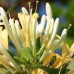 Associate Honeysuckle