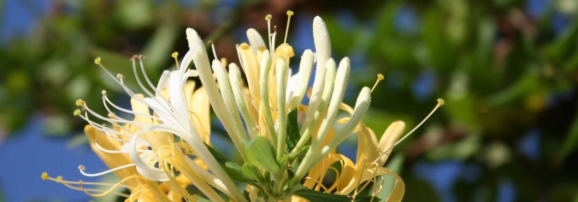 Honeysuckle: the most fragrant!