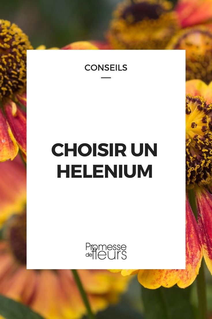 Choose Helenium Choose Helenium