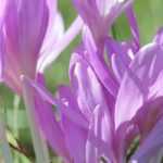 How to combine colchicums?
