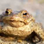 The toad, a useful animal to preserve