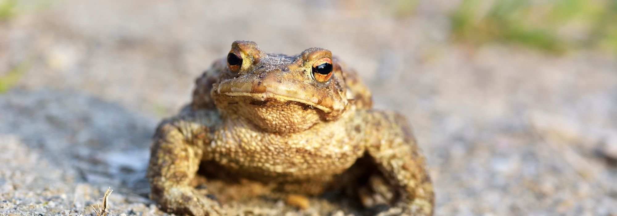 The toad, a useful animal to preserve