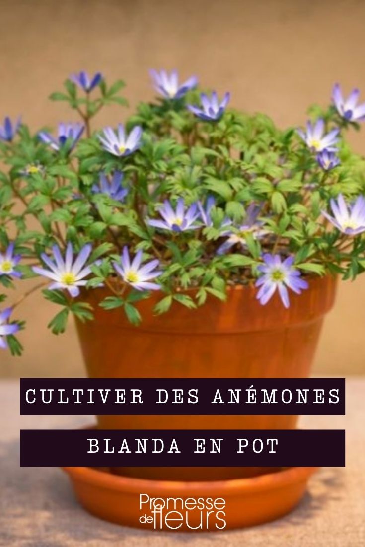 Growing Anemone blanda in Pots
Anemone blanda, commonly known as the Grecian windflower, is a charming and vibrant addition to any garden, and it thrives remarkably well in pots. This guide will walk you through the essential steps to cultivate these delightful blooms in containers, ensuring they provide a spectacular display.
**Choosing the Right Pot**
Select a pot that is at least 20-25 cm deep with adequate drainage holes to prevent waterlogging, which can be detrimental to the plant. Terracotta or ceramic pots are excellent choices as they provide good airflow and help regulate soil temperature.
**Soil and Planting**
Use a well-draining potting mix, ideally one formulated for bulbs. Anemone blanda bulbs should be planted in autumn, about 5 cm deep and 5-10 cm apart. Place the bulbs with the pointy end facing up.
**Location**
Position your pot in a spot that receives partial shade. Anemone blanda prefers a cooler environment and can be sensitive to excessive heat, especially during midday.
**Watering**
Keep the soil consistently moist but not waterlogged. Watering is particularly crucial during the spring when the plants are actively growing and flowering. However, reduce watering after the blooming period as the foliage begins to die back.
**Feeding**
Feed your Anemone blanda with a balanced liquid fertilizer every four weeks during the growing season. This will help promote vibrant blooms and healthy growth.
**Aftercare**
Once the flowering has ceased and the foliage has yellowed, reduce watering and allow the soil to dry out somewhat. You can leave the bulbs in the pot to overwinter, but ensure they are not exposed to excessively wet conditions. Alternatively, lift the bulbs, clean them, and store in a cool, dry place until the next planting season.
**Pest and Disease Management**
Keep an eye out for common pests such as aphids and slugs. Treat infestations promptly with appropriate organic or chemical controls. Good cultural practices and proper air circulation around the plants will help prevent fungal diseases.
By following these guidelines, your Anemone blanda will thrive in pots, adding a burst of colour and charm to your patio, balcony, or garden. Enjoy the delightful display of these easy-to-grow flowers through spring! Cultivating {Anemone blanda}