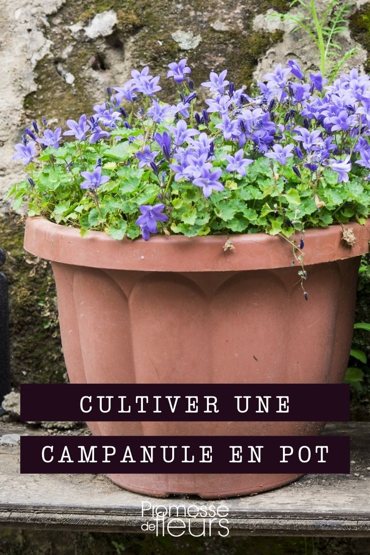 Growing Campanulate Flowers in Pots Growing Campanulate Flowers in Pots
