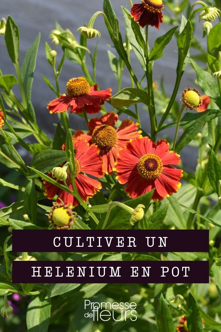 Growing Helenium in Pots Growing Helenium in a Pot