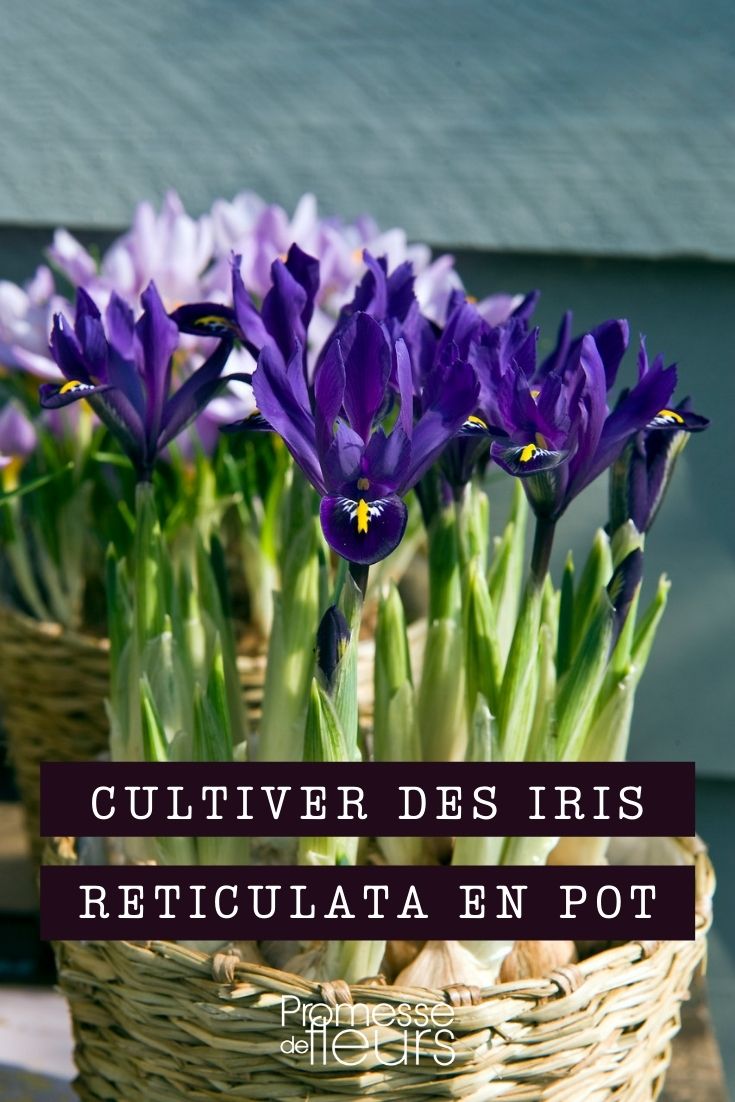Growing Iris reticulata in Pots
Iris reticulata, commonly known as the netted iris, is a delightful addition to any garden, especially when space is limited. These charming flowers, with their richly coloured petals and striking appearance, are perfect for container gardening. Here's a guide on how to successfully grow Iris reticulata in pots, ensuring they thrive and brighten up your outdoor spaces.
**Choosing the Right Container**
Select a pot that is at least 15-20 cm deep with adequate drainage holes to prevent waterlogging, which can be detrimental to the bulbs. Terracotta or ceramic pots are excellent choices as they provide good airflow and help maintain soil temperature.
**Soil and Planting**
Iris reticulata bulbs prefer well-draining soil. Mix two parts of loam-based compost with one part grit or perlite to enhance drainage. Plant the bulbs in autumn, placing them about 10 cm deep and 7-10 cm apart. Position them with the pointed end facing upwards.
**Location**
Place your pot in a location where it can receive full sun to partial shade. Iris reticulata loves the morning sun but appreciates some shade during the hottest part of the day, especially in warmer climates.
**Watering**
Water the bulbs sparingly once planted, and increase watering slightly when shoots appear. Once the plants are in bloom, keep the soil moist but not waterlogged. After flowering, reduce watering to allow the bulbs to die back naturally.
**Feeding**
Feed your Iris reticulata with a balanced liquid fertilizer every two weeks during the growing season until the blooms have faded. This will help in building up reserves for the next season.
**Aftercare**
Once the flowering has ceased and the foliage has died back, you can lift the bulbs and store them in a cool, dry place if desired. Alternatively, leave them in the pot, but ensure they are kept dry during the dormant period. Remove any dead foliage to keep the plant healthy and prevent disease.
**Winter Care**
If you live in a region with harsh winters, it's advisable to move the pots indoors or to a frost-free location to protect the bulbs from freezing temperatures.
By following these simple steps, you can enjoy the vibrant beauty of Iris reticulata in your garden, patio, or balcony year after year. Happy gardening! Growing Iris reticulata in Pots
Iris reticulata, commonly known as the netted iris, is a delightful addition to any garden, offering a splash of colour early in the year. If you're limited on space or prefer container gardening, growing these irises in pots is an excellent choice. Here’s a simple guide to help you successfully cultivate Iris reticulata in containers.
**Choosing the Right Pot**
Select a pot that is at least 15-20 cm deep with adequate drainage holes to prevent waterlogging, which can be detrimental to the bulbs. Terracotta or ceramic pots are ideal as they provide good airflow and help maintain a stable temperature around the roots.
**Soil and Planting**
Use a well-draining soil mix, ideally one formulated for bulbs or a mix of garden soil and sand or perlite. Plant the bulbs in autumn, placing them about 10 cm deep and 5 cm apart. The pointed end of the bulb should face upwards.
**Positioning**
Iris reticulata thrives in a sunny spot. The direct sunlight encourages robust growth and vibrant blooms. If you're in a particularly hot climate, a position that offers morning sunlight and afternoon shade would be ideal to prevent the bulbs from overheating.
**Watering**
Water the bulbs moderately after planting to settle the soil around them. Throughout the growing season, keep the soil moist but not waterlogged. Once the leaves start to die back after flowering, reduce watering to allow the bulbs to dry out and enter dormancy.
**Feeding**
Feed your Iris reticulata with a low-nitrogen, high-potassium fertilizer to support flowering. Apply this at the beginning of the growing season and again after the flowers have faded.
**Aftercare**
Once the flowering is over and the foliage has died back, you can remove the spent leaves. Leave the bulbs in the pot and store in a cool, dry place during the dormancy period. Alternatively, you can lift the bulbs, clean and store them in a mesh bag in a dry, cool place until it's time to replant them in autumn.
**Pest and Disease Management**
Keep an eye out for slugs and snails, which can damage young shoots. Also, ensure good air circulation to prevent fungal diseases such as bulb rot.
By following these simple steps, you can enjoy the stunning blooms of Iris reticulata even in a small garden or balcony. Happy gardening!