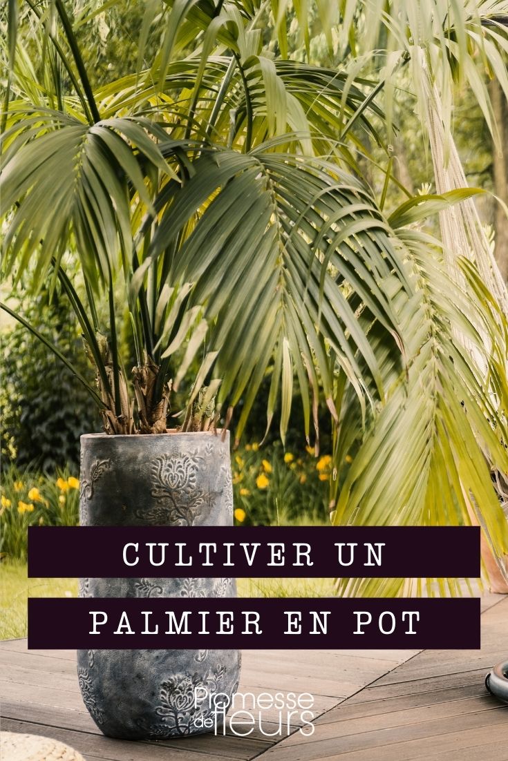 Growing Palms in Pots Growing Palms in Pots
Palms are a wonderful addition to any indoor or outdoor space, bringing a touch of the tropics with their distinctive fronds and architectural beauty. Growing palms in pots is an excellent option for those who lack garden space or live in cooler climates where palms need protection during colder months. Here’s a guide to help you successfully cultivate these exotic plants in containers.
### Choosing the Right Palm
Not all palms are suitable for container growing. Smaller, slower-growing species or those that are naturally dwarf are the best choices. Some popular options include:
- **Chamaerops humilis** (European fan palm)
- **Phoenix roebelenii** (Pygmy date palm)
- **Rhapis excelsa** (Lady palm)
### Selecting the Container
Choose a container that is large enough to accommodate the root ball of your palm with extra space for growth. Ensure the pot has good drainage holes to prevent waterlogging, which can lead to root rot.
### Soil and Planting
Palms prefer well-draining soil. Mix two parts of a general-purpose potting mix with one part sharp sand or perlite to improve drainage. When planting, ensure the top of the root ball is just below the rim of the pot to allow for watering.
### Position and Light
Most palms require bright, indirect light. Direct sunlight can scorch the leaves, while too little light can weaken the plant. Place your potted palm near a window where it will receive ample light but is shielded from the harsh midday sun.
### Watering and Humidity
Water your palm when the top inch of soil feels dry. Palms do not like to sit in water, so ensure thorough drainage. They also benefit from high humidity, especially during the winter when indoor heating can dry the air. Mist the leaves regularly or use a humidity tray to increase moisture around the plant.
### Feeding
Feed your palm every month during the growing season with a balanced liquid fertilizer diluted to half the recommended strength. Reduce feeding during the winter months when the plant’s growth naturally slows.
### Regular Care
Keep an eye out for pests such as spider mites and scale insects. Regularly clean the leaves with a damp cloth to remove dust and prevent pest infestations. Prune dead or yellowing fronds to keep your palm looking its best and to encourage new growth.
With the right care, your potted palm can thrive and bring a tropical flair to your home or garden for years to come. Whether inside or out, these versatile plants can make a stunning impact and add a lush, green element to your space.