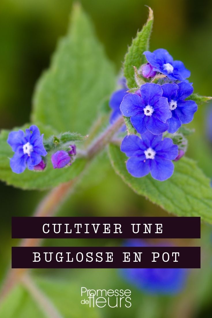Growing Bugloss in a Pot Bugloss, Anchusa: Pot Cultivation