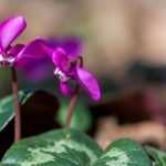 How to pair Naples cyclamen?