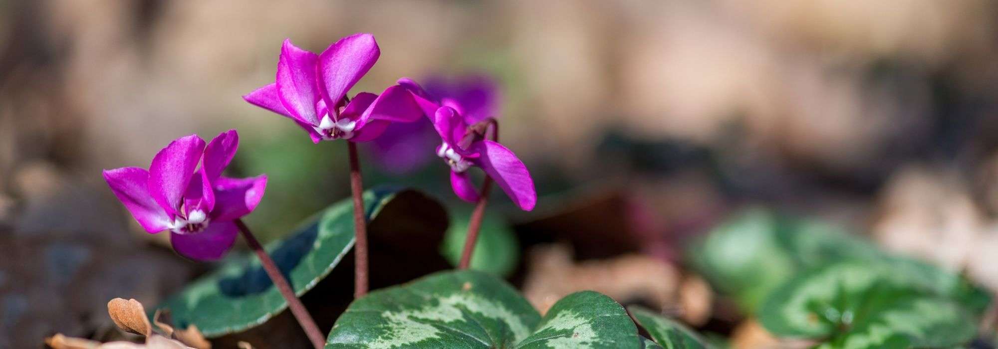 How to pair Naples cyclamen?