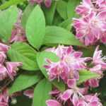 Deutzia: when and how to prune it?