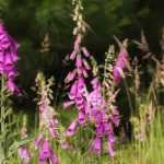 Associate the Foxgloves