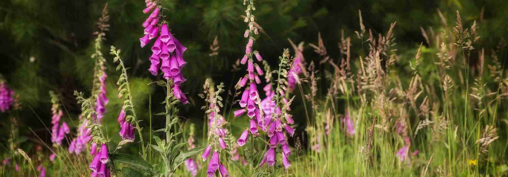 Associate the Foxgloves