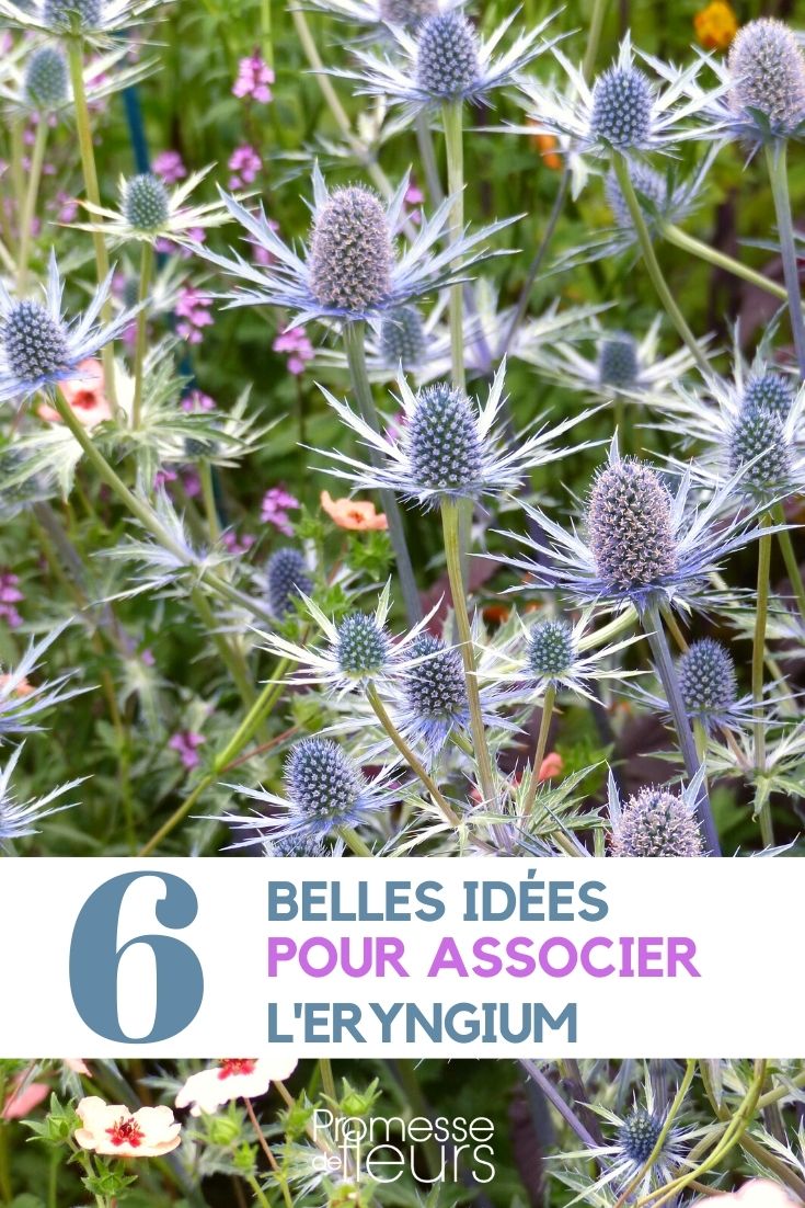 eryngium-associer (1) Plant Pairing Ideas: Eryngium