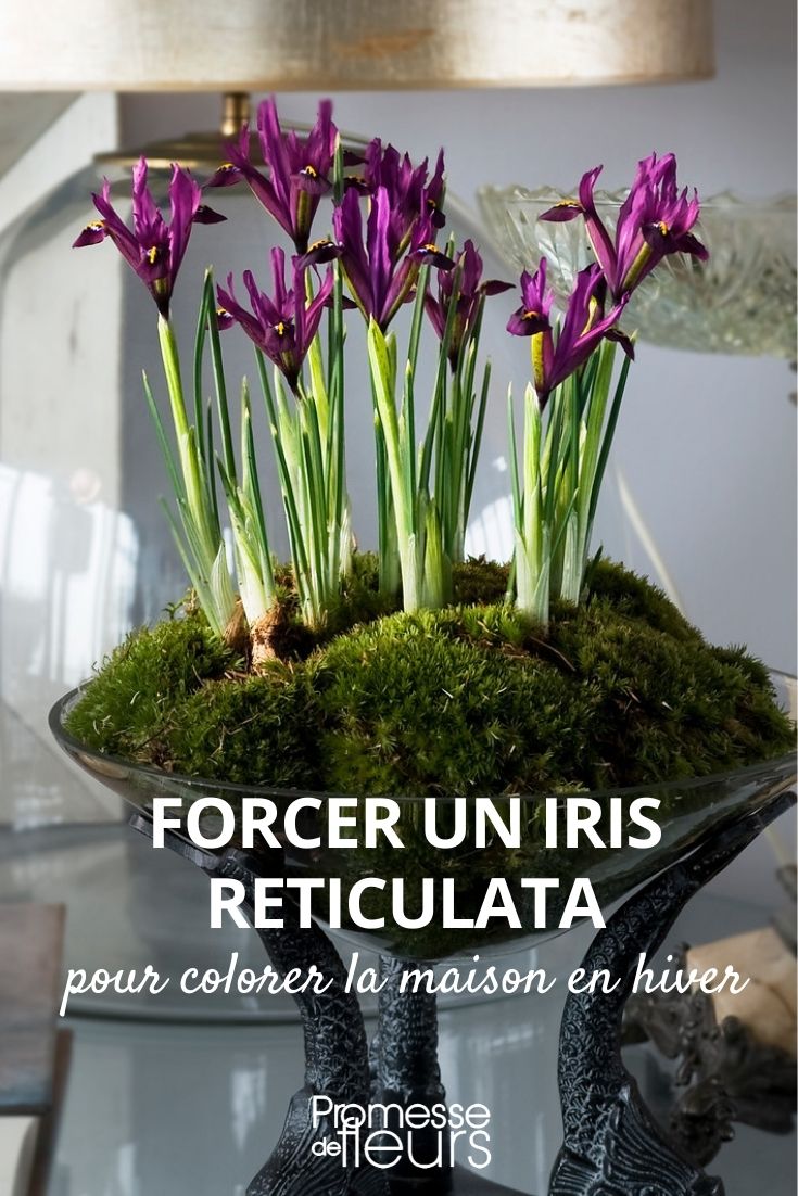 force Iris reticulata force Iris reticulata