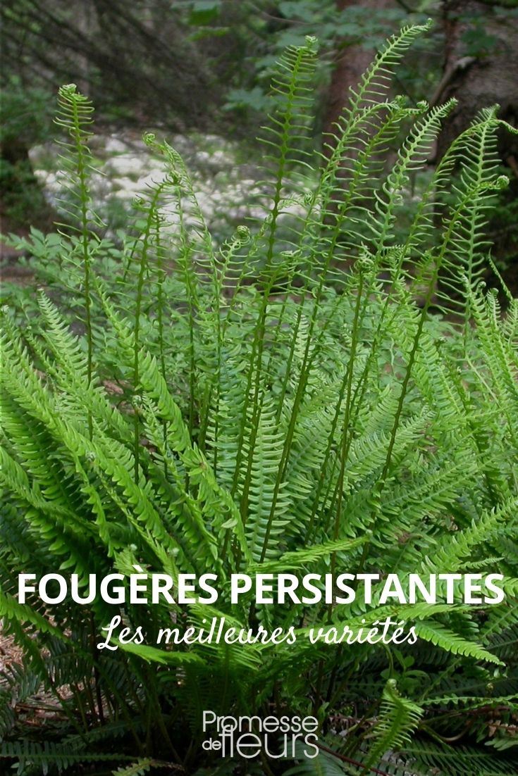 evergreen ferns evergreen ferns
