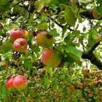 Fruit trees: bare roots, in clumps or in pots?