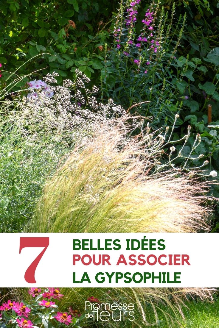 baby's-breath-companion baby's-breath-companion