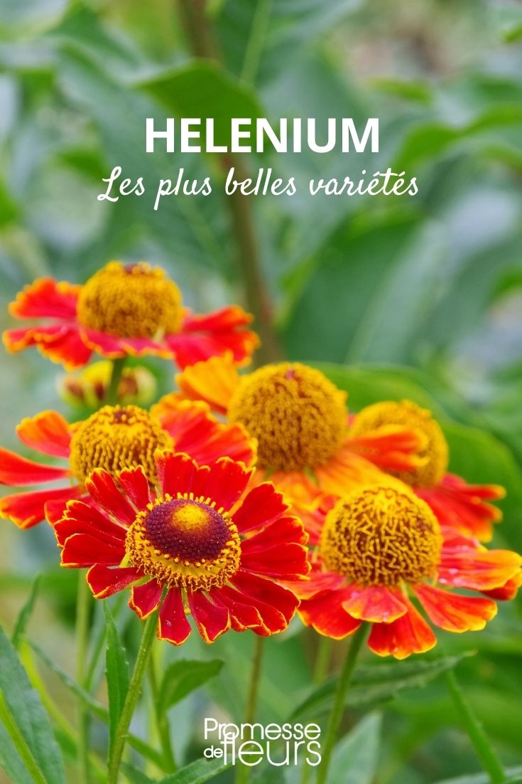 Helenium: The Most Beautiful Varieties Helenium: The Most Beautiful Varieties