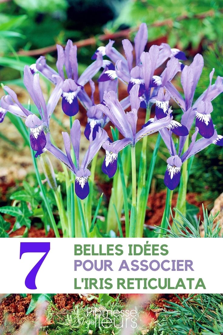 Iris reticulata: How to Pair This Charming Plant
The Iris reticulata, commonly known as the netted iris, is a delightful addition to any garden, offering a splash of colour early in the season. When considering companion plants for this iris, it's essential to choose species that complement its growth habits and flowering time.
### Ideal Companion Plants for Iris reticulata
1. **Crocus spp.** - These early bloomers share a similar flowering period with the netted iris and their variety of colours can create a vibrant display in the garden.
2. **Galanthus nivalis** - Known as the common snowdrop, this plant pairs beautifully with Iris reticulata. The pristine white of the snowdrops contrasts strikingly with the deep blues and purples of the netted iris.
3. **Helleborus spp.** - Hellebores, or Lenten roses, bloom from late winter through spring, providing a perfect backdrop for the bright colours of the netted iris.
### Planting Tips
- **Location**: Choose a spot with well-drained soil and full sun to partial shade. Iris reticulata thrives in cooler conditions, so a little shade can be beneficial in warmer climates.
- **Soil**: Ensure the soil is well-draining to prevent bulb rot. Adding grit or sand can improve drainage.
- **Watering**: Water moderately when in growth, but keep dry once the foliage begins to die back after flowering.
### Care and Maintenance
- **Fertilising**: A light application of a balanced fertiliser during early spring can encourage vibrant blooms.
- **Dividing**: Every few years, consider dividing the bulbs in late summer when the plant is dormant to prevent overcrowding and to promote vigorous growth.
By choosing the right companions and providing proper care, your Iris reticulata will thrive and brighten up your garden each spring with its vivid blooms. Iris reticulata: How to Pair This Charming Bloom
The Iris reticulata, commonly known as the netted iris, is a delightful early spring bloomer that brings vibrant colour and charm to any garden. Its striking blue or purple flowers, often adorned with a splash of yellow or white, make it a favourite among garden enthusiasts. If you're looking to enhance your garden with these beautiful irises, here are some tips on how to best pair them.
### Ideal Companions for Iris reticulata
**1. Crocus Species**
- Pairing Iris reticulata with various crocus species can create a stunning display of early spring colour. The contrasting shapes and colours will enhance the visual appeal of your garden.
**2. Winter Aconite (Eranthis hyemalis)**
- The bright yellow flowers of the winter aconite make a beautiful contrast with the deep blues and purples of the Iris reticulata. This combination will light up any garden in early spring.
**3. Snowdrops (Galanthus nivalis)**
- Snowdrops, with their delicate white flowers, complement the bolder hues of Iris reticulata beautifully, creating a harmonious blend in the garden.
### Planting Tips
- **Location**: Choose a spot with full sun to partial shade. Iris reticulata thrives in well-drained soil, rich in organic matter.
- **Timing**: Plant the bulbs in autumn for a splendid spring display.
- **Depth and Spacing**: Plant the bulbs about 3-4 inches deep and 3 inches apart to allow for natural spreading.
### Care and Maintenance
- **Watering**: Keep the soil moderately moist during the growing season and reduce watering after the blooms have faded.
- **Feeding**: Apply a balanced fertilizer in early spring just as the shoots appear to promote vibrant blooms.
- **Aftercare**: Once the flowering ends, allow the leaves to die back naturally. This helps the plant to store energy for the next blooming season.
Incorporating Iris reticulata into your garden not only enhances its beauty but also extends the blooming season with its early flowers. By pairing it with the right companions, you can create a captivating garden display that heralds the arrival of spring. Happy gardening!