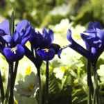 Pairing Iris reticulata