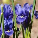 How to plant Iris reticulata?