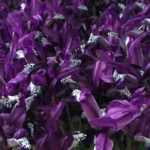 Forcing Iris reticulata