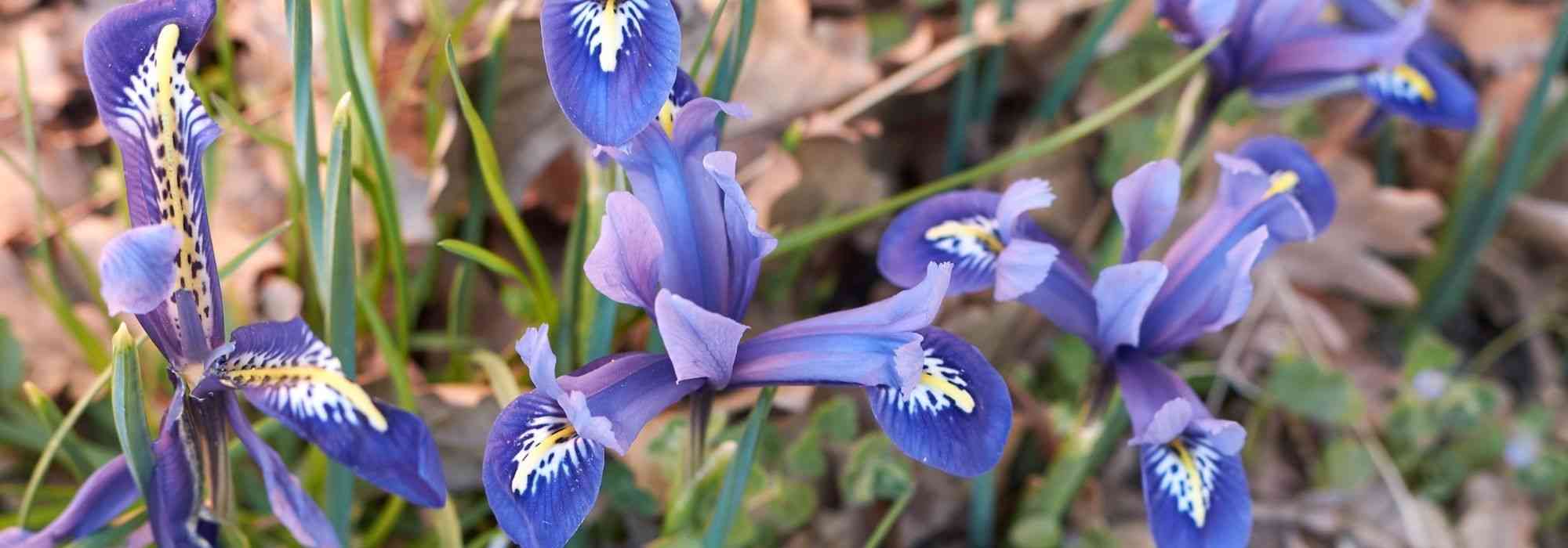 Iris reticulata: the most beautiful varieties