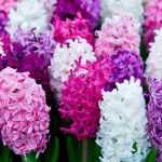 Choosing a Hyacinth