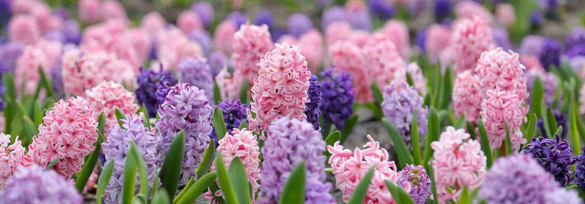 Pairing Hyacinths