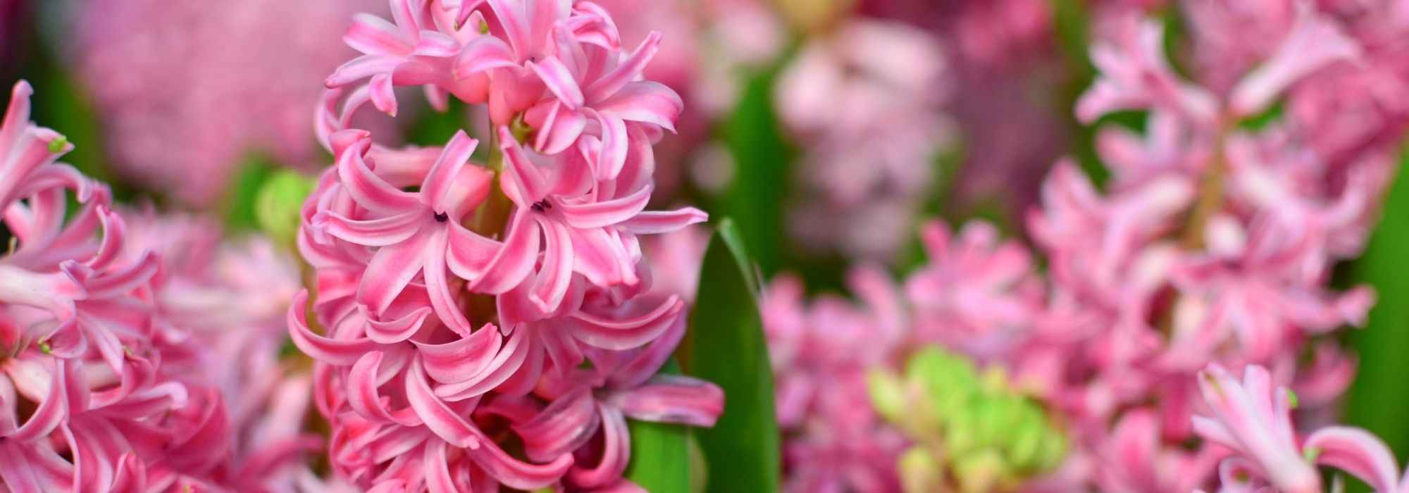 Planting hyacinths in the garden or in pots: when and how to do it?