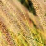 How to create a grass garden?